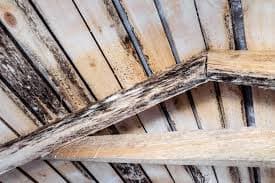 mould remediation